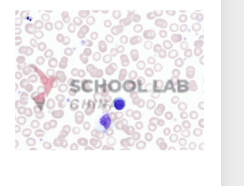 Prepared Microscope Slide Set - Cells, Tissues and Organs - Set of 13 Slides